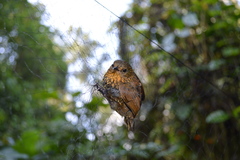 Premnoplex brunnescens