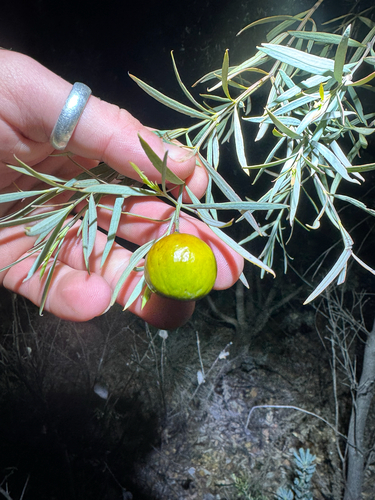bitter quandong (Santalum murrayanum)