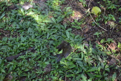 Myiobius villosus