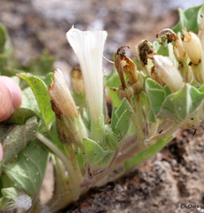 Exodeconus miersii