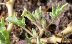 Exodeconus miersii