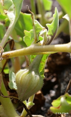 Exodeconus miersii