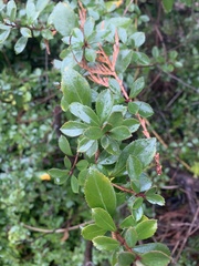 Escallonia rubra