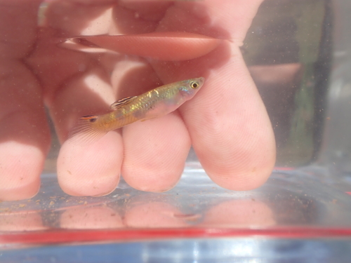 Geschilderde guppy (Micropoecilia picta) — Poeciliidae — 3