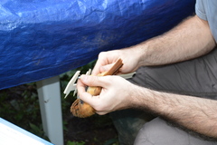 Pachyramphus homochrous