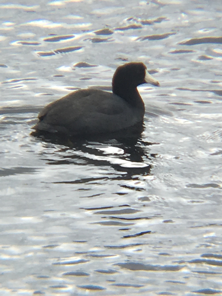 American Coot from 419–499 S Randolph Ave, Kissimmee, FL, US on ...