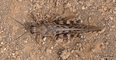 Schistocerca literosa