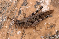 Schistocerca literosa