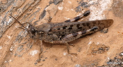 Schistocerca literosa
