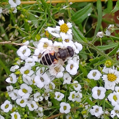 Unknown species found near Elmwood, Providence, RI, USA