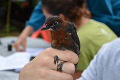 Formicarius rufipectus