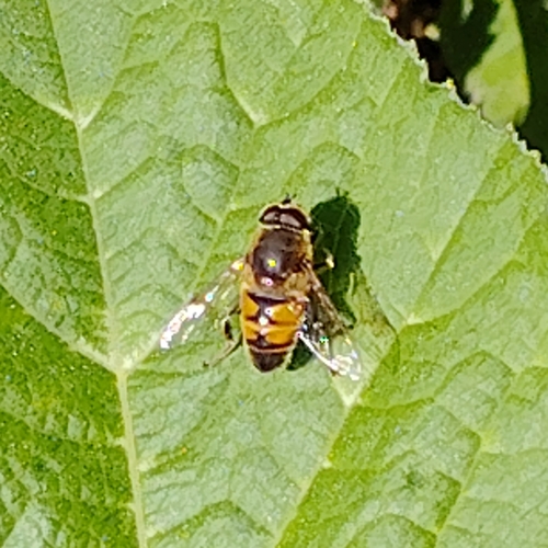 Unknown species found near Elmwood, Providence, RI, USA
