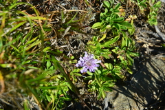 Scabiosa lacerifolia