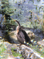 Anhinga anhinga