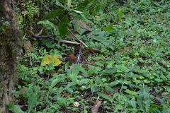 Cantorchilus nigricapillus