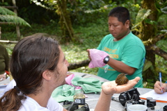 Premnoplex brunnescens