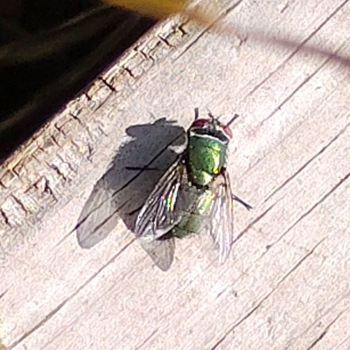 Unknown species found near Elmwood, Providence, RI, USA