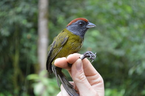 Olive Finch