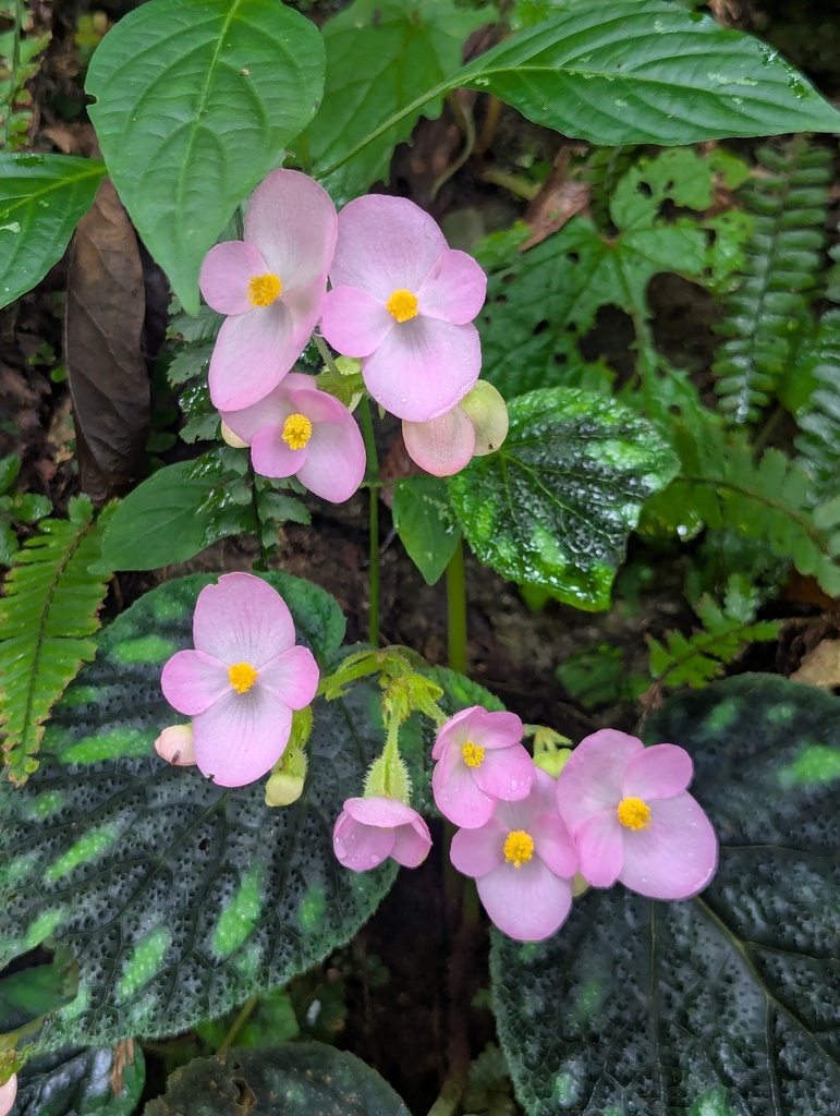 Painted Leaf Begonia