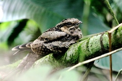 Nyctidromus albicollis