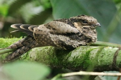 Nyctidromus albicollis