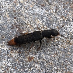 Platydracus mysticus