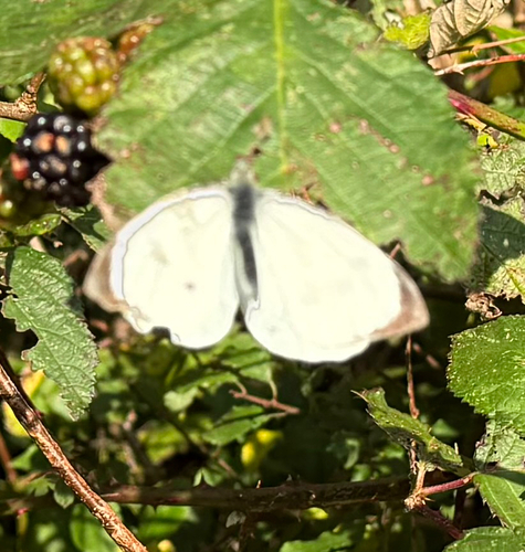 Large White