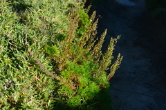 Artemisia morrisonensis