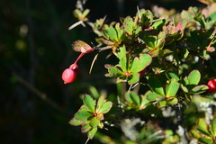 Berberis morrisonensis