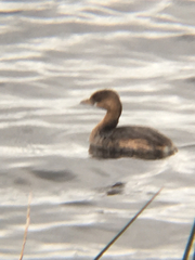Podilymbus podiceps