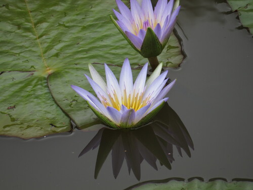 Nymphaea nouchali
