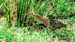 Botaurus lentiginosus image