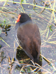 Gallinula galeata