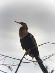 Anhinga anhinga