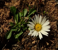 Erigeron melanocephalus
