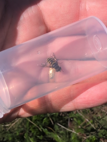 Unknown species found near Elmwood, Providence, RI, USA