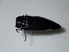 Cyrioides australis