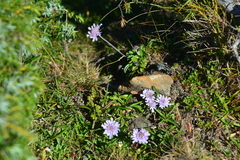 Scabiosa lacerifolia