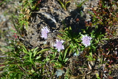 Scabiosa lacerifolia