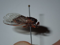 Popplepsalta notialis