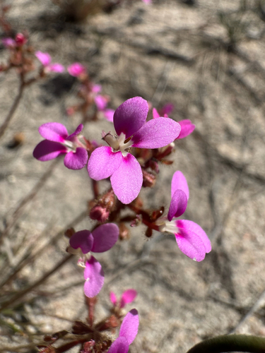 Needle-leaved Triggerplant (Stylidium leptophyllum)
