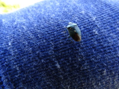 Ditomotarsus punctiventris