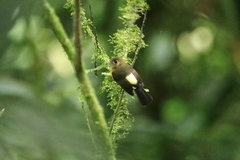 Myiobius sulphureipygius