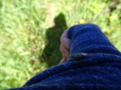 Ditomotarsus punctiventris