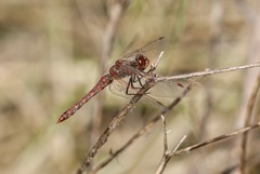 Sympetrum corruptum