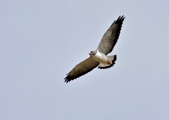 Geranoaetus albicaudatus