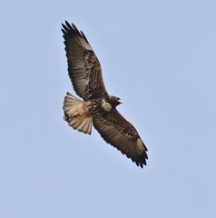 Geranoaetus albicaudatus