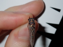 Popplepsalta notialis