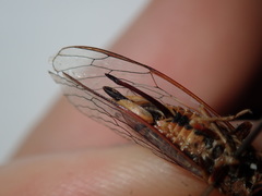 Popplepsalta notialis