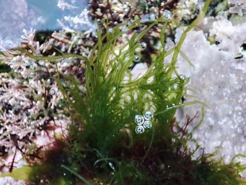 Ulva clathrata observed 2025-10-11